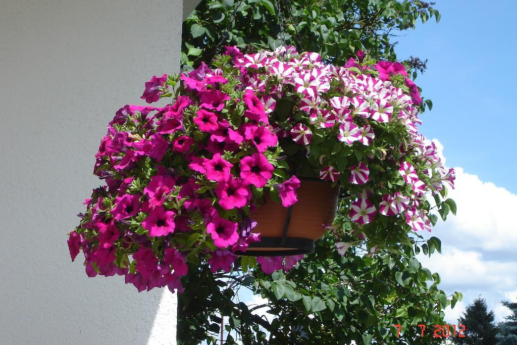 Urlaub Auf Dem Bauernhof Marx Vila Kelberg Quarto foto